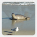 Search for california envelope seals La jolla