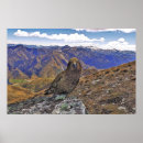 Search for kea posters Bird