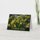 Search for white daffodil cards Nature