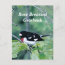 Search for breasts postcards White