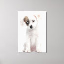 Search for breeds canvas prints Photography