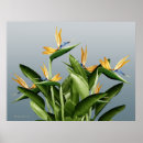 Search for fantasy paradise posters Bird of paradise