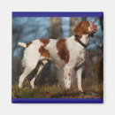 Search for brittany magnets Dog