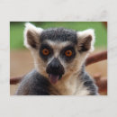Search for lemurs postcards Animals