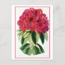Search for rhododendrons postcards Red