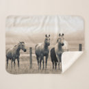 Search for alberta blankets Danita delimont