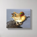Search for ducks art Wildlife