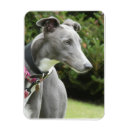Search for greyhound magnets Sighthound