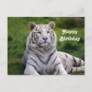 Search for bengal cat cards Tiger