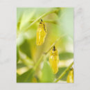 Search for okinawa postcards Nature