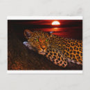 Search for forest leopard postcards Nature