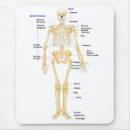 Search for skeleton standard mouse mats Biology