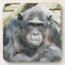 Search for chimpanzees coasters Cute
