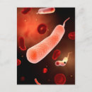 Search for cholera Bacteria