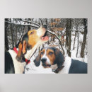 Search for coonhound posters Treeing walker coonhound