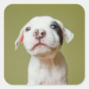 Search for pit stickers Colour image