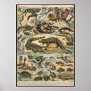 Search for reptile posters Iguana