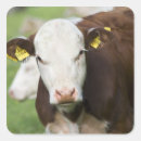 Search for cow head stickers Outdoors