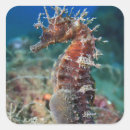 Search for sea horse stickers Beach