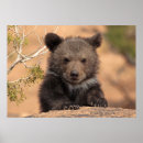 Search for grizzly bear posters Usa