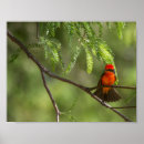 Search for flashy posters Red