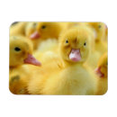 Search for wild duck magnets Bird