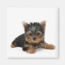 Search for terriers magnets Animal lovers