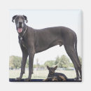 Search for file magnets Filing