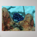 Search for damselfish Underwater