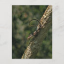 Search for cute chameleon postcards Animals