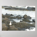 Search for sea bird art Seagull