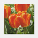 Search for spring tulips magnets Elegant