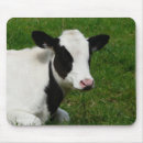 Search for holstein mouse mats Cattle