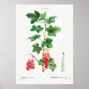 Search for currants posters Vintage