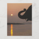 Search for nepal postcards Animals