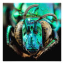 Search for two bees posters Nature