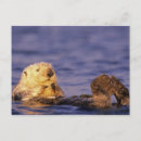 Search for monterey postcards Sea otter