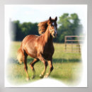 Search for galloping posters Thoroughbred