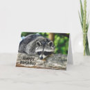 Search for wildlife birthday cards Racoon
