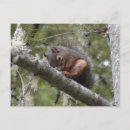 Search for gray squirrel postcards Forest