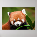 Search for red panda posters China