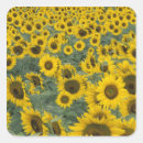 Search for cultivated stickers Flower