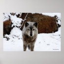 Search for grey wolves posters Animal photography