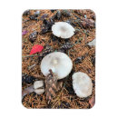Search for pine cones magnets White