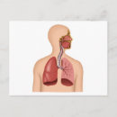 Search for respiratory system postcards Body