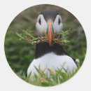 Search for puffin stickers Island