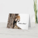 Search for red panda cards Wild animal