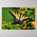 Search for swallowtails posters Wildlife