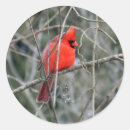 Search for red cardinal stickers Wildlife