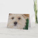 Search for havanese dog cards Snow